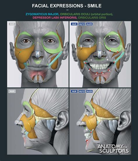 Anatomy of Facial Expression - Paperback (English) | Anatomy drawing, Anatomy art, Facial ...