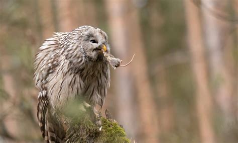 Do Owls Poop! Everything You’ve Always Wanted to Know! - A-Z Animals