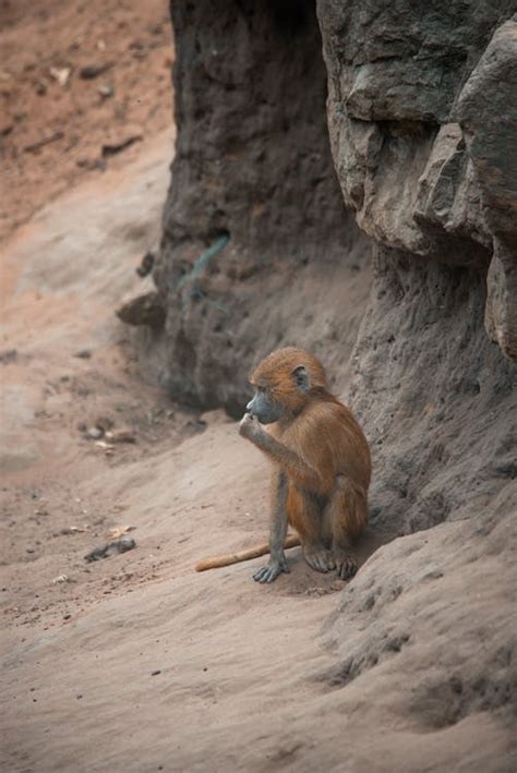 Cute Baby Monkey in Zoo · Free Stock Photo