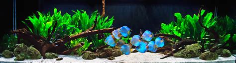 Discus fish aquarium | Discus Tank | Cheap | Discusguy