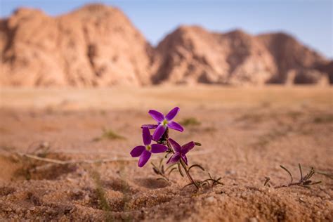 Desert Flower