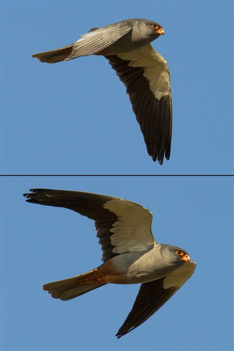 Amur Falcon Photos - Shanghai Birding 上海观鸟