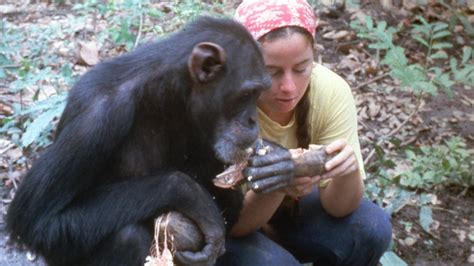 Lucy the Human Chimp: The extraordinary story of the chimpanzee explored in Channel 4 ...