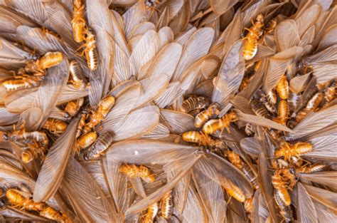 Flying Termites: What they are and can do to your home