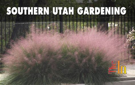 Southern Utah Gardening: Perennial ornamental grasses - The Independent ...