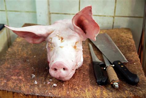 Butchered Pig's Head Photograph by Nick Hannes/reporters/science Photo Library