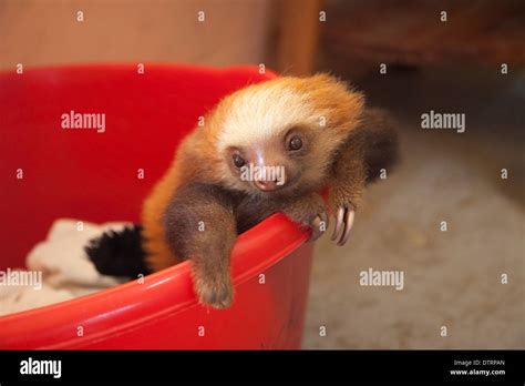 Cute sloth face hi-res stock photography and images - Alamy