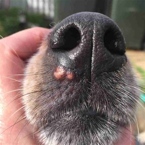 Spider Bites On Dogs Nose