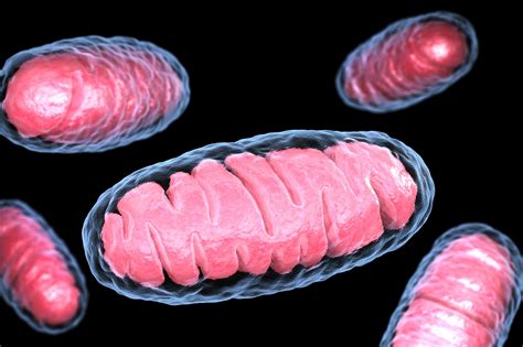 Pediatric ART Leads to Increasing Mitochondrial DNA Mutations - Infectious Disease Advisor