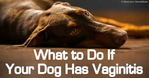 If Your Female Dog Has Vaginitis, Here's What to Do Next