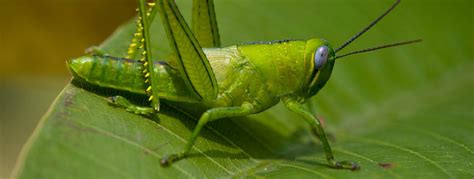 All About Grasshoppers | Grasshopper Killer | Habitat & Facts