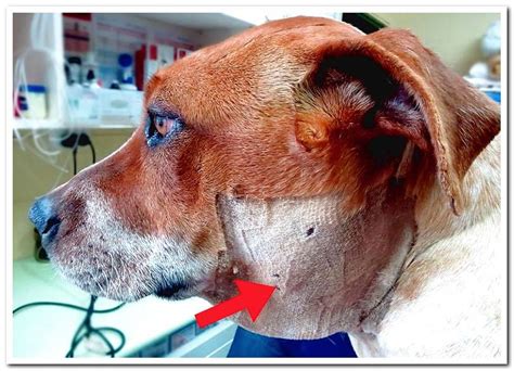 Swollen Lymph Nodes On Dogs Neck | Images and Photos finder