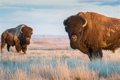 Friends of Animals | Stop the annual slaughter of Yellowstone’s wild bison - Friends of Animals