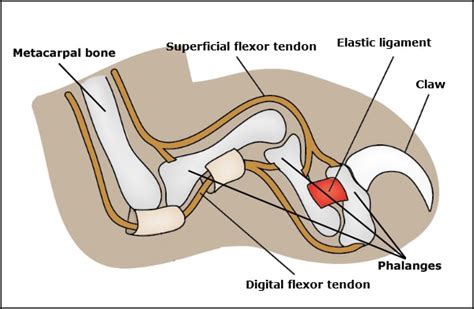 Cat Paw Anatomy Diagram - Cat's Blog