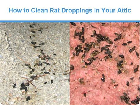 How to Clean Rat Droppings in Your Attic | Critter Stop