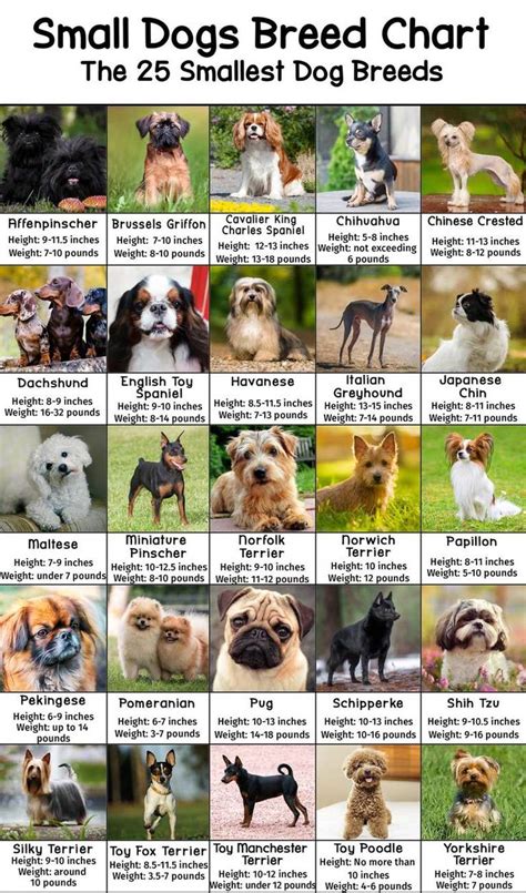 Small Dogs Breed Chart - With Heights and Weights - PatchPuppy.com | Small dog breeds chart ...