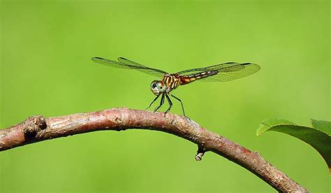 Blue Dasher Dragonfly Resting Photograph by Carmen Macuga - Fine Art ...