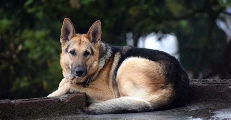 Adult Black and Brown German Shepherd Lying on Floor · Free Stock Photo