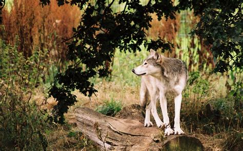 🔥 [40+] Nevada Wolf Pack Wallpapers | WallpaperSafari