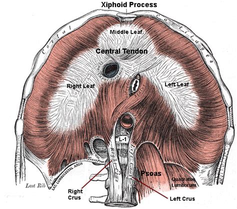 Kidney Breathing: The Mechanics & Energetics of Deep Abdominal ...