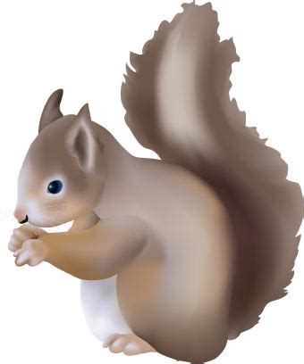 Squirrel clip art