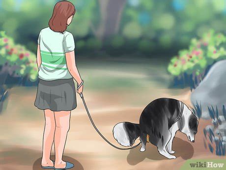 How to Train Collies: 15 Steps (with Pictures) - wikiHow