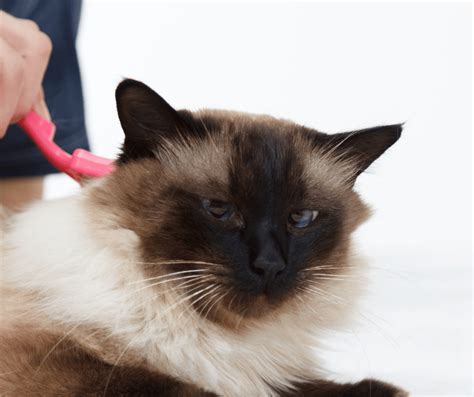 Best Flea Comb For Cats - Cat Care Checklist