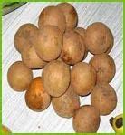 Fresh Fruits-Fresh Sapota at best price in Dindigul by Laxmi Export | ID: 3561231048