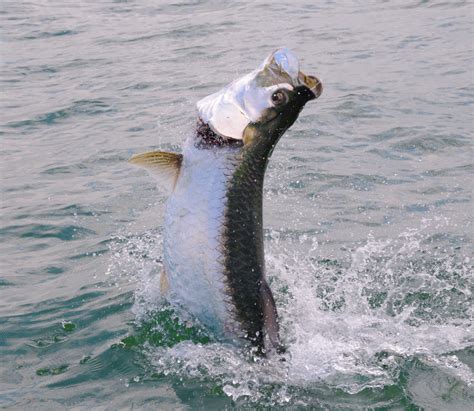 Tarpon Photography, tarpon fishing photography-TarponPhotos.com | Tarpon fishing, Fishing ...