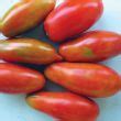 Bellatrix (Roma/Saladette Tomato) - Stokes Seeds