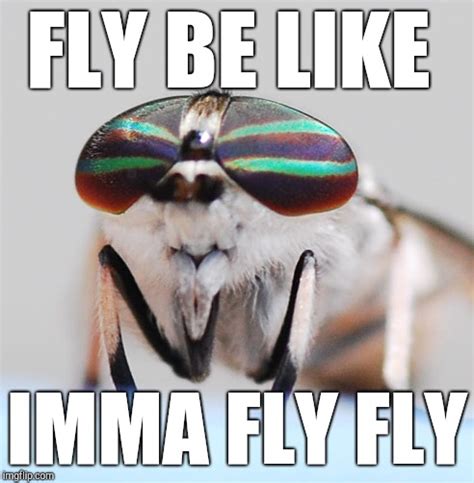 fly - Imgflip