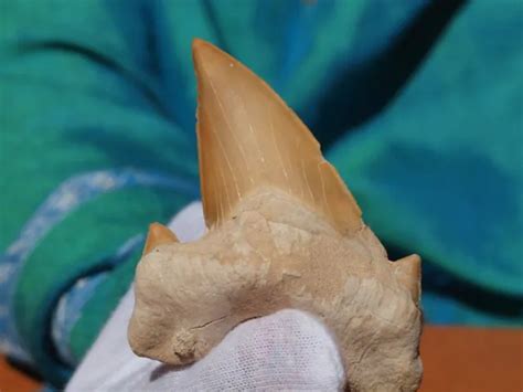 HUGE OTODUS OBLIQUUS FOSSIL SHARK Tooth 60 Million Years Old. $40.00 - PicClick