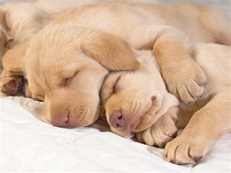 Golden Retriever Puppy Sleeping