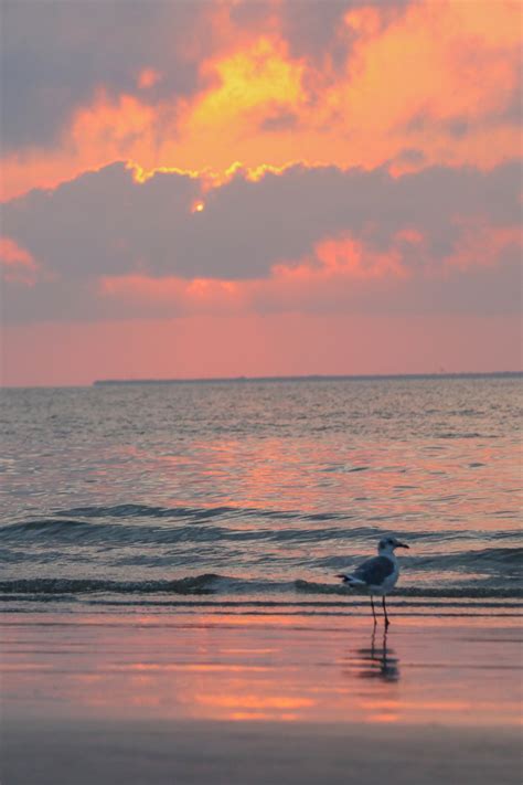 Gambar : pantai, air, gulfcoast, camar, burung, di luar rumah, matahari ...