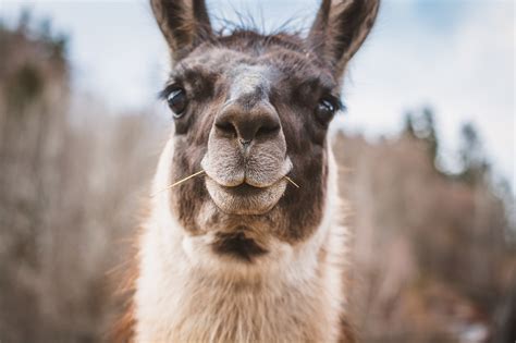 Lama Head Curious - Free photo on Pixabay - Pixabay