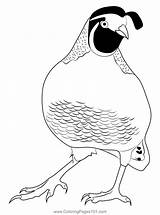 Quail Bird 1 Coloring Page For Kids  Free Quails Printable sketch template