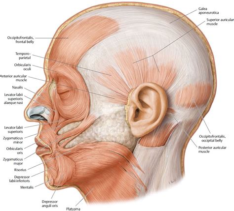 Mimetic Muscles in 2023 | Head anatomy, Anatomy, Anatomy art