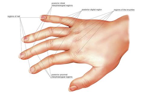 Anatomy Regions