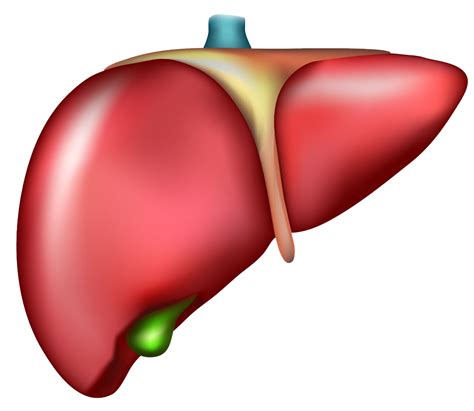 Liver Clipart Cirrhosis Liver Clipart X Png | The Best Porn Website