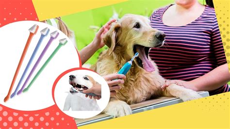 Best Dog Toothbrushes | Top-Rated Toothbrushes for Dogs | Retrievist