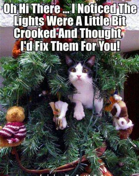 Cat in christmas tree - meme | Christmas cat memes, Cat christmas tree ...