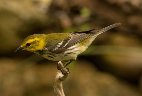 Birds of Central Texas – 4 | Wings Over Skagit