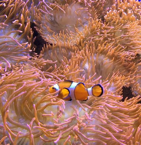 Clownfish nestled in sea anemone - Photo by CS Lent | Tulsa zoo, Clown ...