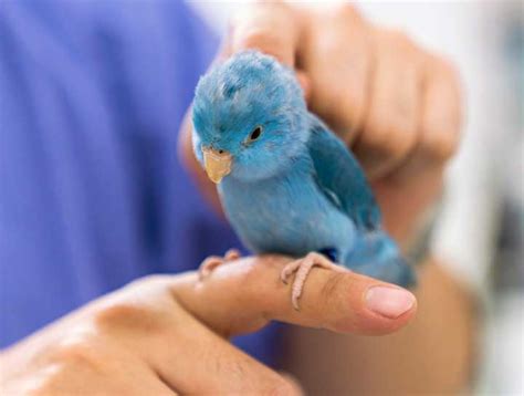 Avian Surgery | Animal and Bird Medical Center of Palm Harbor