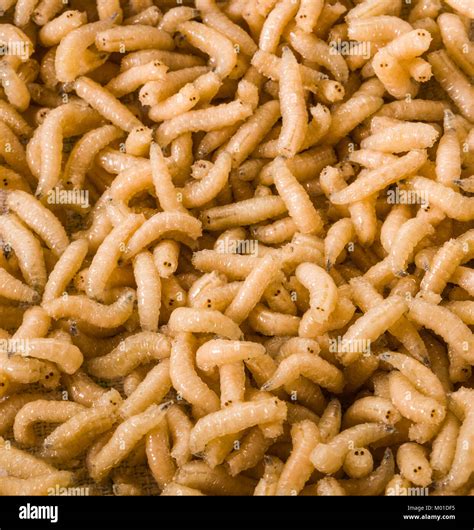 Eating maggots hi-res stock photography and images - Alamy