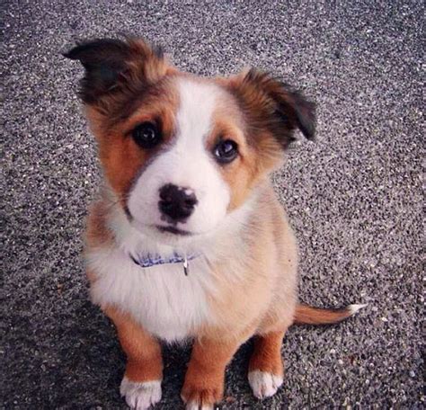 another border collie, husky mix! | Puppies, Cute dogs, Cattle dog puppy