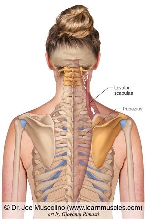 Levator Scapulae Cadaver