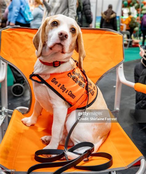 Daisy the Beagle of Manchester Dogs Home attends the Crufts Dog Show... News Photo - Getty Images