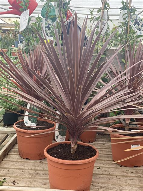 Cordyline Aust red star Clt1 5 - Wheatley Farm Garden Centre