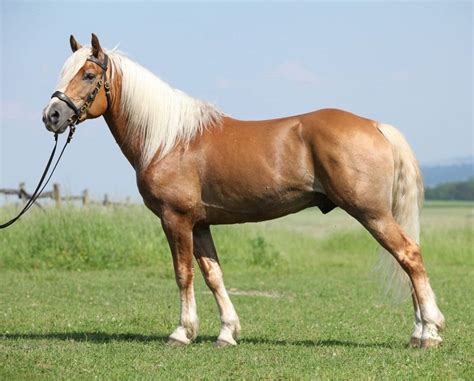 Haflinger Horse Info, Temperament, History, Pictures | Horse Breeds Information & Pictures ...